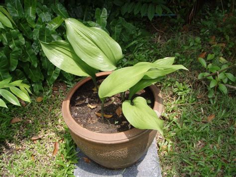 Have You Ever Dreamed of Harvesting Heavenly Blooms: A Thai Gardener's Guide to Abundant Beauty?